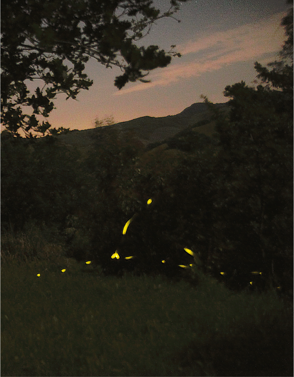 Read more about the article Lucioles, Anton Roca