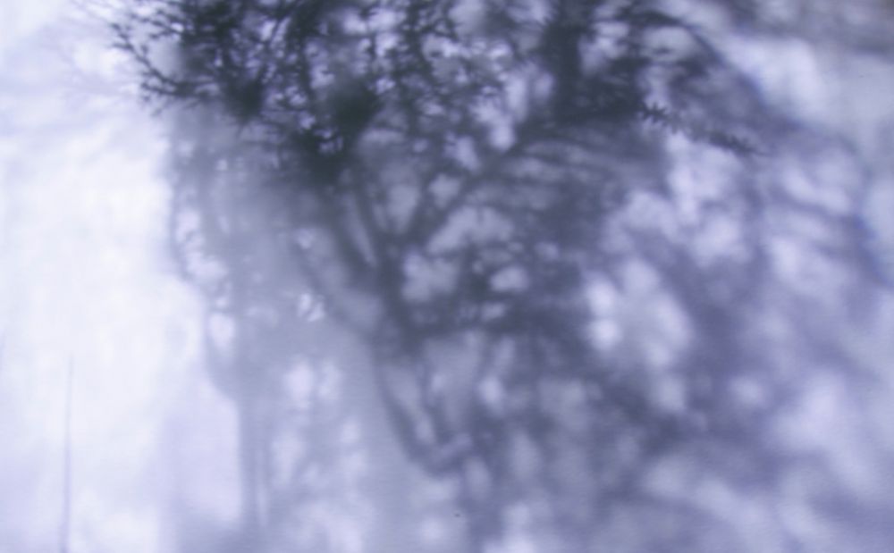 Read more about the article Biome, Pierre-Olivier Fréchet-Martin