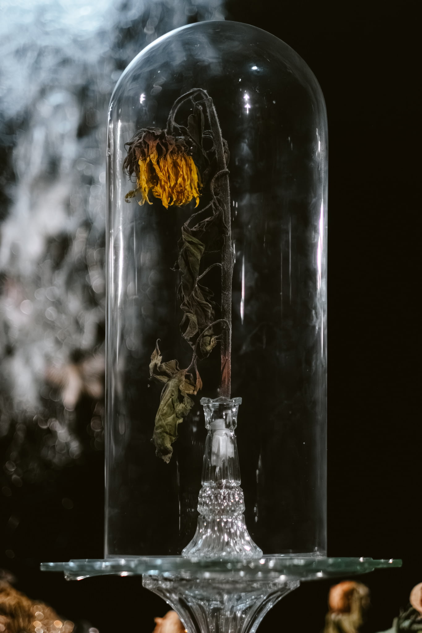 Read more about the article Ainsi passe la gloire du monde, Claudie Gagnon